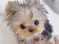-萌宠之家·腊肠犬·马尔泰·小体犬舍
