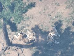 -西霞口神雕山野生动物世界