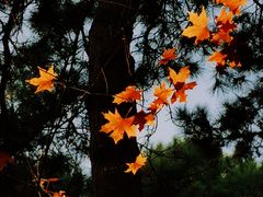 -北京西山国家森林公园