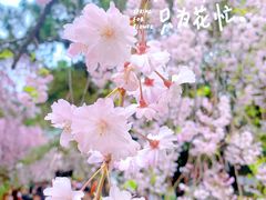 -西安青龙寺遗址景区