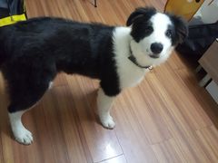 -暖阳宠物医院·犬猫康复中心·骨科