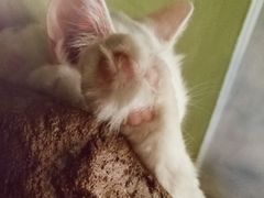 -猫猫幼稚园·撸猫·桌游·电玩