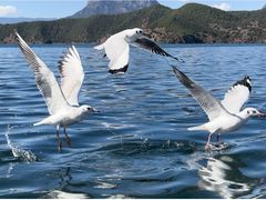 -丽江泸沽湖景区