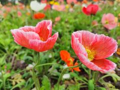 -海心沙亚运公园