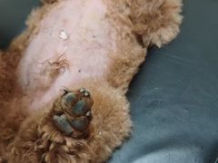 -全心全意连锁动物医院·微创中心·内科急重症·心脏专科(丰管路店)