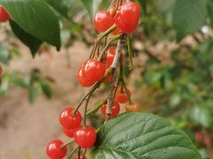 -北宅大永樱桃采摘基地(崂山总部)