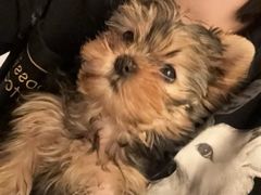 -FAELING PETS美天灵宠物(富力广场店)