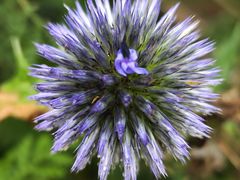 -野三坡百草畔景区