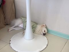 -怪兽屋·羊驼·猫咖·狗咖(俊华广场店)