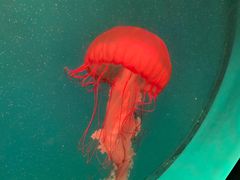 -海合安成都极地海洋公园