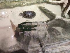 -正佳雨林生态植物园