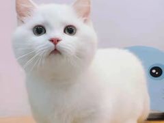 -欣宠猫屋·矮脚拿破仑·蓝金金渐层