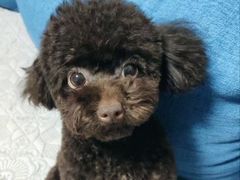 -派多格宠物·购宠(靛厂路店)