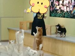 -柴源莊·柴小宠柴犬咖啡