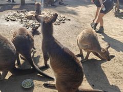 -费瑟代尔野生动物园