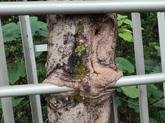 -福道