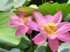 -莲池书院博物馆