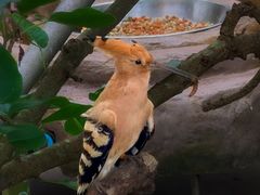 -新加坡飞禽公园