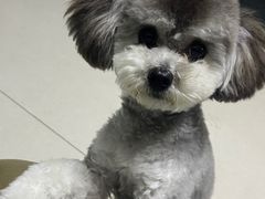 -宠福鑫康馨动物医院·骨科·眼科