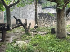 -都江堰中华大熊猫苑