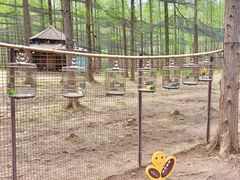 -黄海国家森林公园