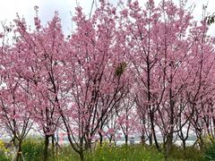 -福建鲤鱼洲酒店