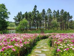 -东平国家森林公园