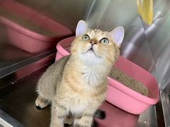 -佳雯宠物医院(金华南路分院)