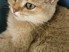 -飞行喵MR PILOT|猫舍·猫咖(静安大融城店)