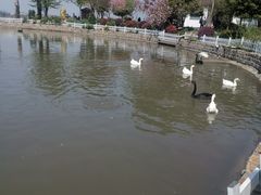 -鹅湖玫瑰文化园