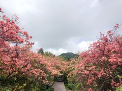 -大围山国家森林公园