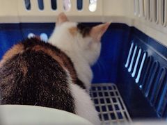 -天使宠物医院·犬猫分诊(彩虹店)