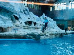 -帝企鹅自助餐厅•儿童岛•真企鹅(长隆企鹅酒店)