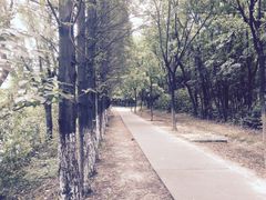 -昆山城市生态森林公园