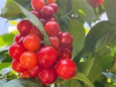 -樱桃山旅游景区