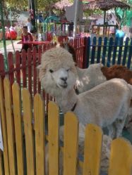 -萌宠亲子动物乐园(槐房万达店)