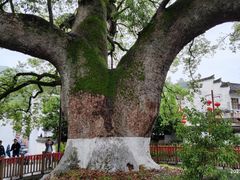 -新安江山水画廊风景区