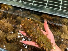 -浩运·海鲜青岛菜·海胆水饺(石老人店)