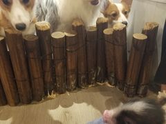 -浣熊柯尔鸭土拨鼠·电玩咖