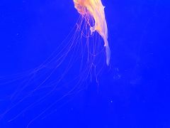 -上海海洋水族馆