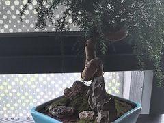-大拙里·精致融合菜(沙湖桃源国际店)