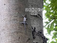 -上海吴淞炮台湾国家湿地公园