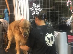 -Goku PET SHOP宠物视觉生活馆(双井店)