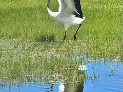 -黑龙江扎龙生态旅游区