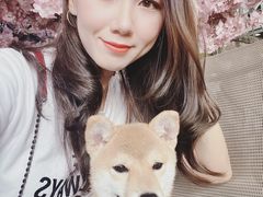 -柴犬高等学院·狗咖·柴犬售卖·宠物训练