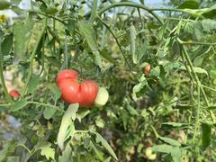 -庞各庄翠芳园西瓜蔬菜基地采摘园