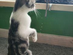 -喵店&猫咖