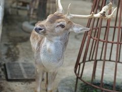 -贵州森林野生动物园