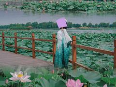 -白洋淀风景区