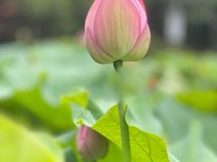 -陈家山荷花公园